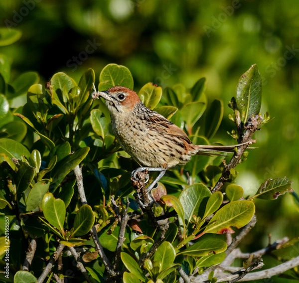 Obraz Cape Grassbird