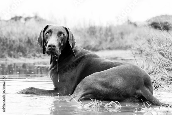 Fototapeta Pointer dog cooling off in puddle in veld