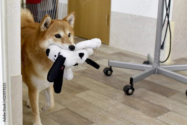 Obraz 柴犬・おもちゃ遊び