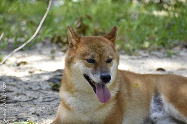 Fototapeta 柴犬・休憩中