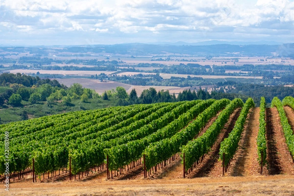 Fototapeta A look over rows of lush green vines in an Oregon vineyard, lit by morning sun, with a view of the forest and valley beyond.