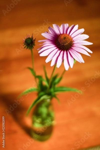 Obraz daisy in vase