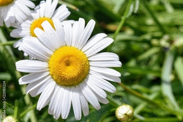 Obraz daisy in green grass