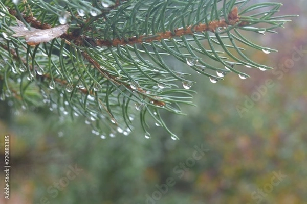 Obraz dew on the branches