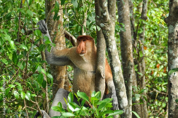 Obraz Proboscis monkey on Borneo
