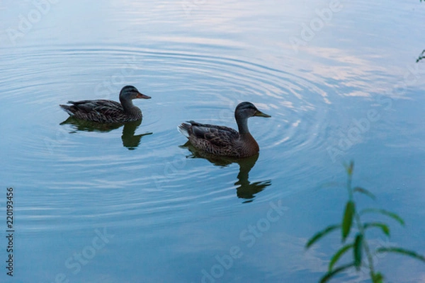 Obraz Duck on the lake