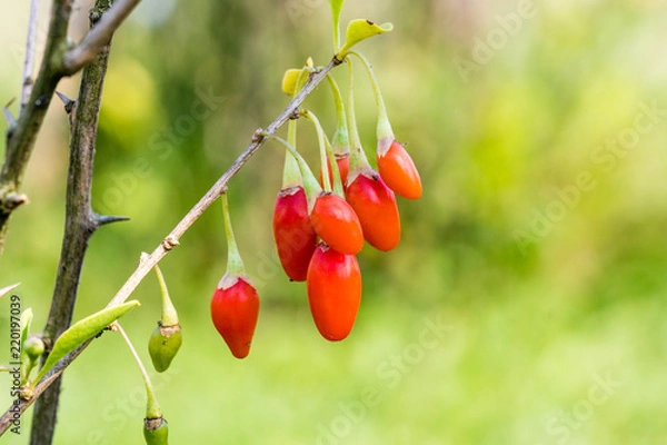 Fototapeta Goji berry, or wolfberry. Ripe berries on the branch. Anti aging fruit. Closeup.  Lycium barbarum or Lycium chinense.