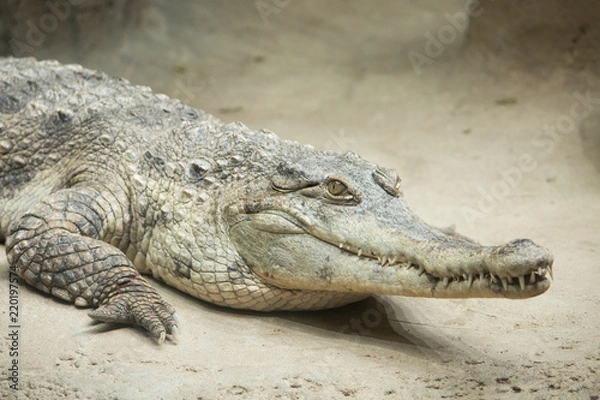 Obraz Crocodile closeup