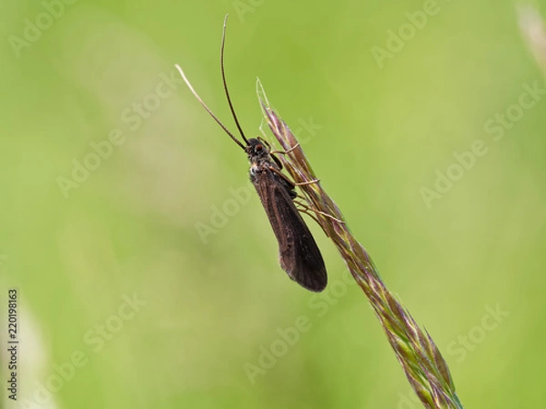 Obraz Tiny Moth