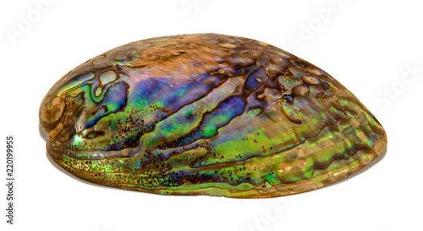 Obraz Multi-color abalone shell isolated on white background