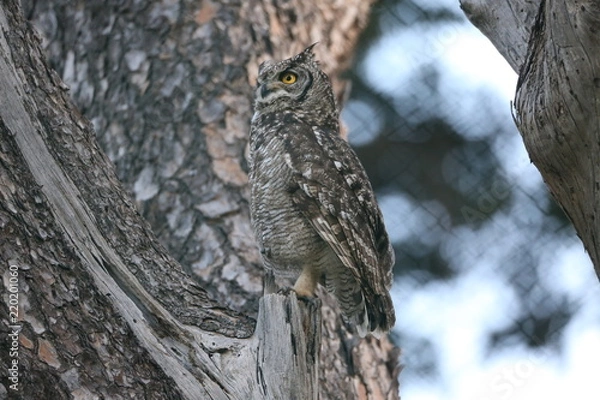 Obraz Spotted Eagle Owl