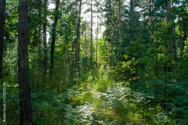 Fototapeta Overgrown forest