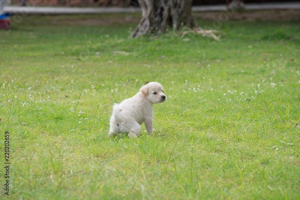 Obraz 子犬・散歩・芝生・トイレ