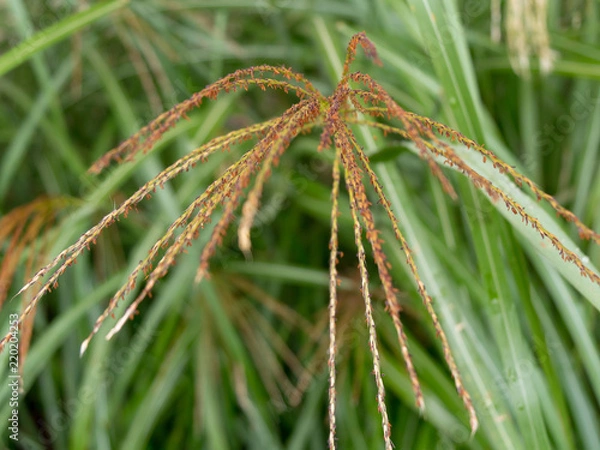Fototapeta Grass in focus