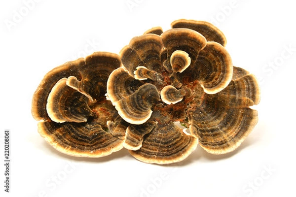 Fototapeta Grzyb Trametes versicolor