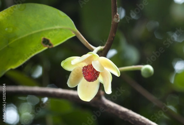 Obraz サネカズラの花