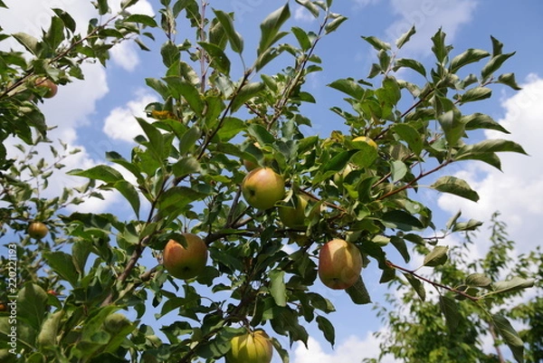 Fototapeta ripe red apples on a tree