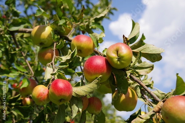 Fototapeta ripe red apples on a tree