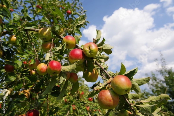 Fototapeta ripe red apples on a tree