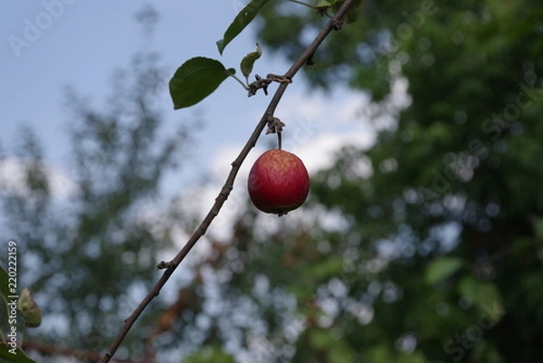Fototapeta ripe red apples on a tree