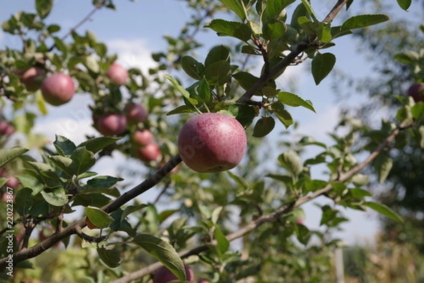 Fototapeta ripe red apples on a tree