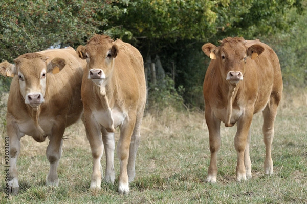 Obraz Veaux "Parthenaise"