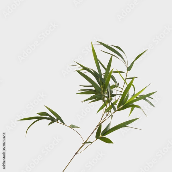 Fototapeta bamboo isolated on gray background with clipping path