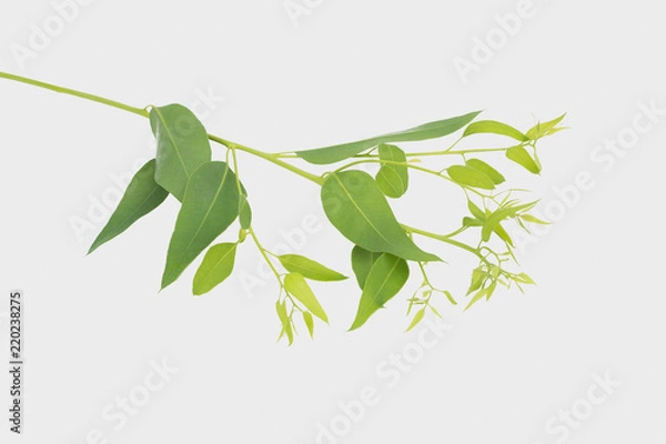 Obraz eucalyptus isolated on gray background with clipping path