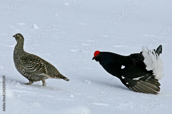 Fototapeta Spielhahn