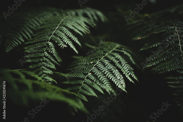 Obraz Fern After Rain