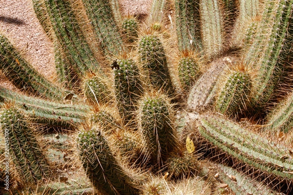 Obraz Cacti