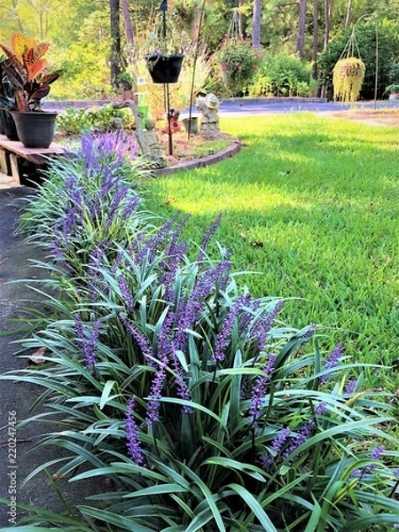 Obraz Liriope muscari or lily turf flower growing up in the garden on the background of green grass field garden , summer in Ga USA