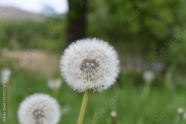 Obraz Dandelion in a field