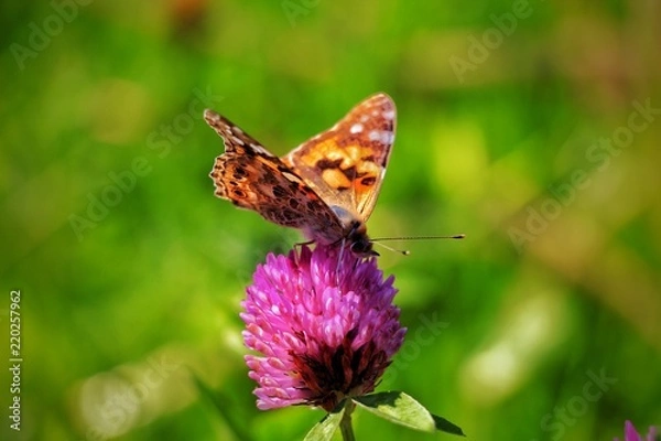 Fototapeta Schmetterling