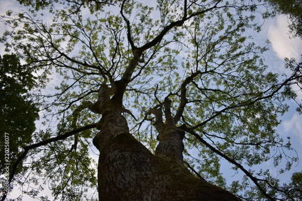 Fototapeta Tree branches spreading out