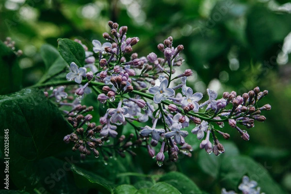 Fototapeta A branch of lilac with colors of white and blue and in dewdrops at the beginning of flowering.
