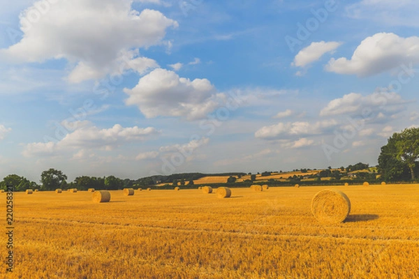 Fototapeta Summer Time - Woodend - UK