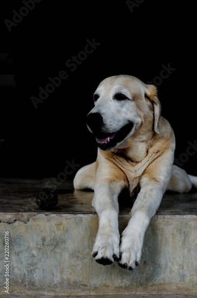 Obraz Yellow Labrador lay down on the concrete floor and waiting to play with black background for copy space.