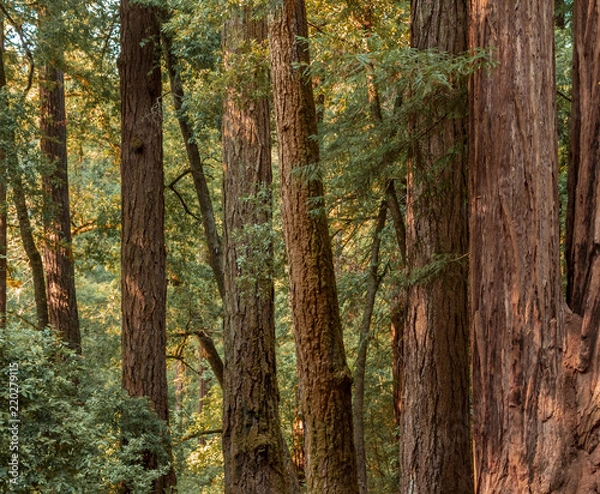 Fototapeta Redwood tree grove in Big Basin Redwood State Park in California