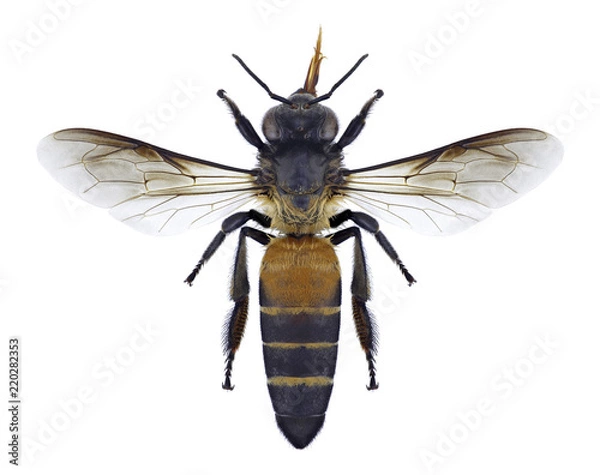 Obraz Bee Apis dorsata on a white background