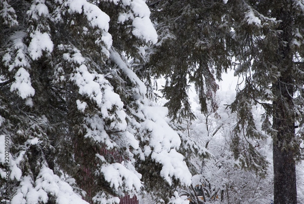 Obraz Pines Heavy with Snow