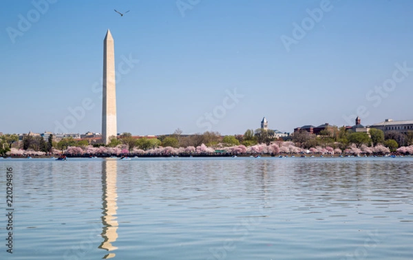 Obraz Washington DC Monuments Cherry Blossoms