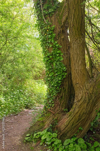 Obraz curved tree in forest covered with ivy