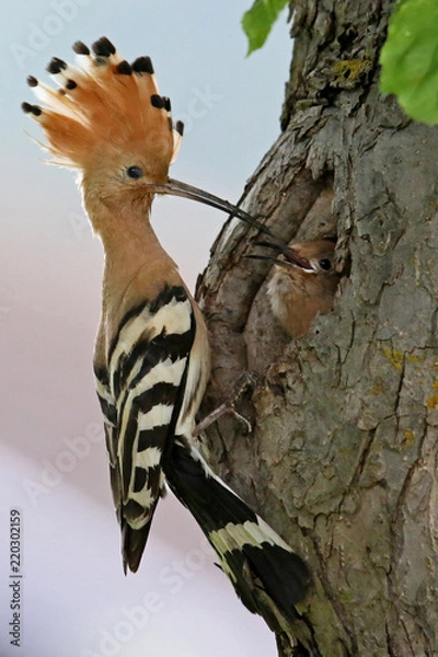 Fototapeta Wiedehopf