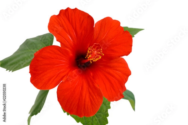 Fototapeta Hibiscus flower
