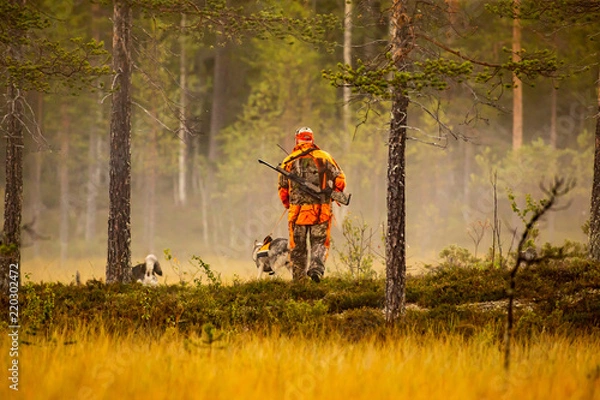 Obraz Hunter and hunting dogs chasing in the wilderness