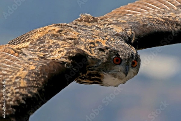 Fototapeta Uhu