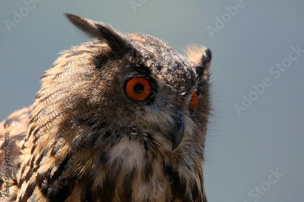 Fototapeta Uhu