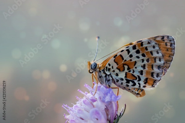 Fototapeta farfalla da sogno