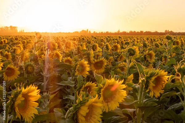 Fototapeta sunflower